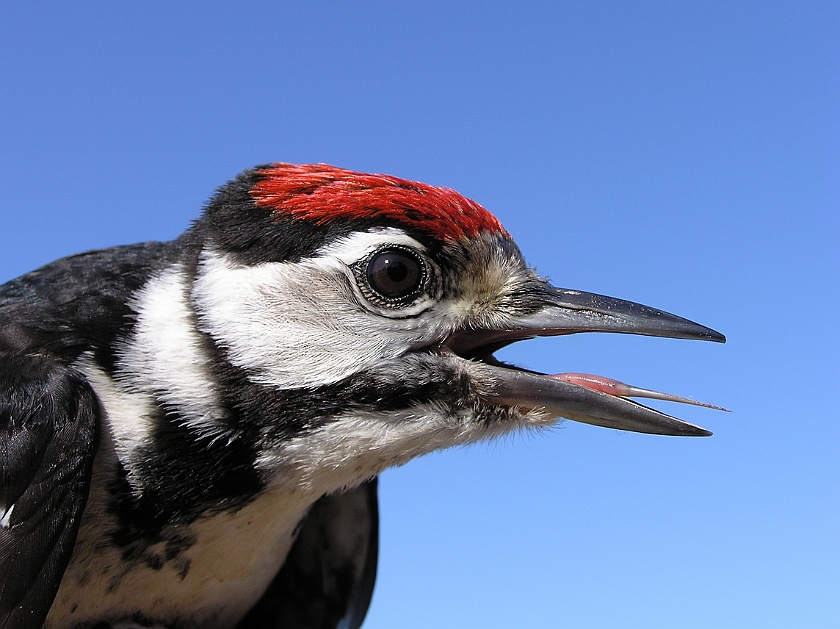 Great Spotted Woodpecker, Sundre 20080731